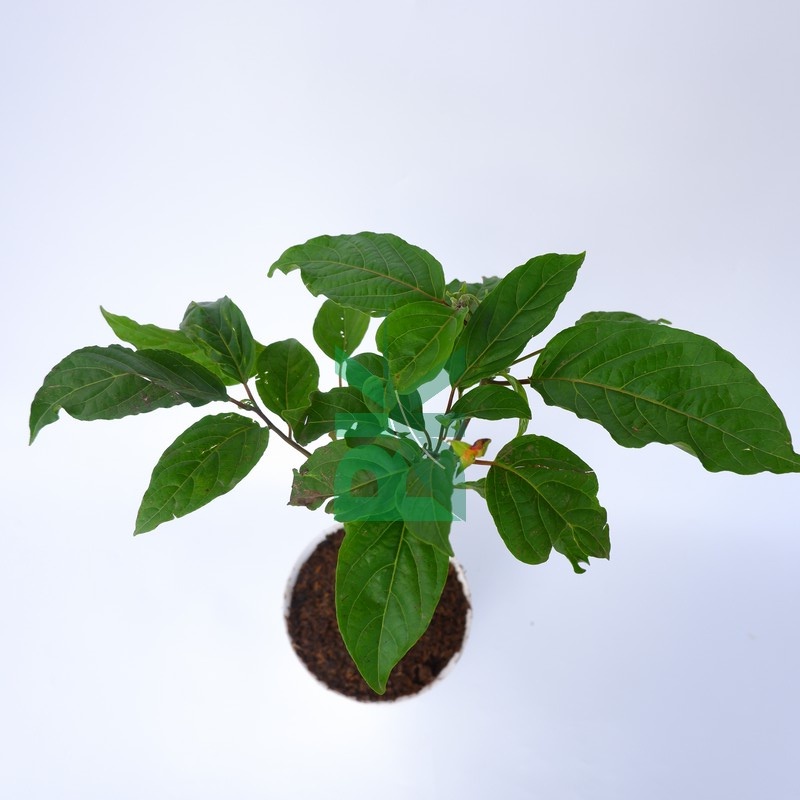 Kenanga kuning (Cananga odorata)  wangi - Bibit bunga kenanga kuning - BAKUL KEMBANG