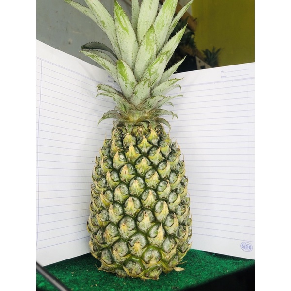 

nanas muda uk.besar(pelancar haid,diet dan penurun kolestrol)