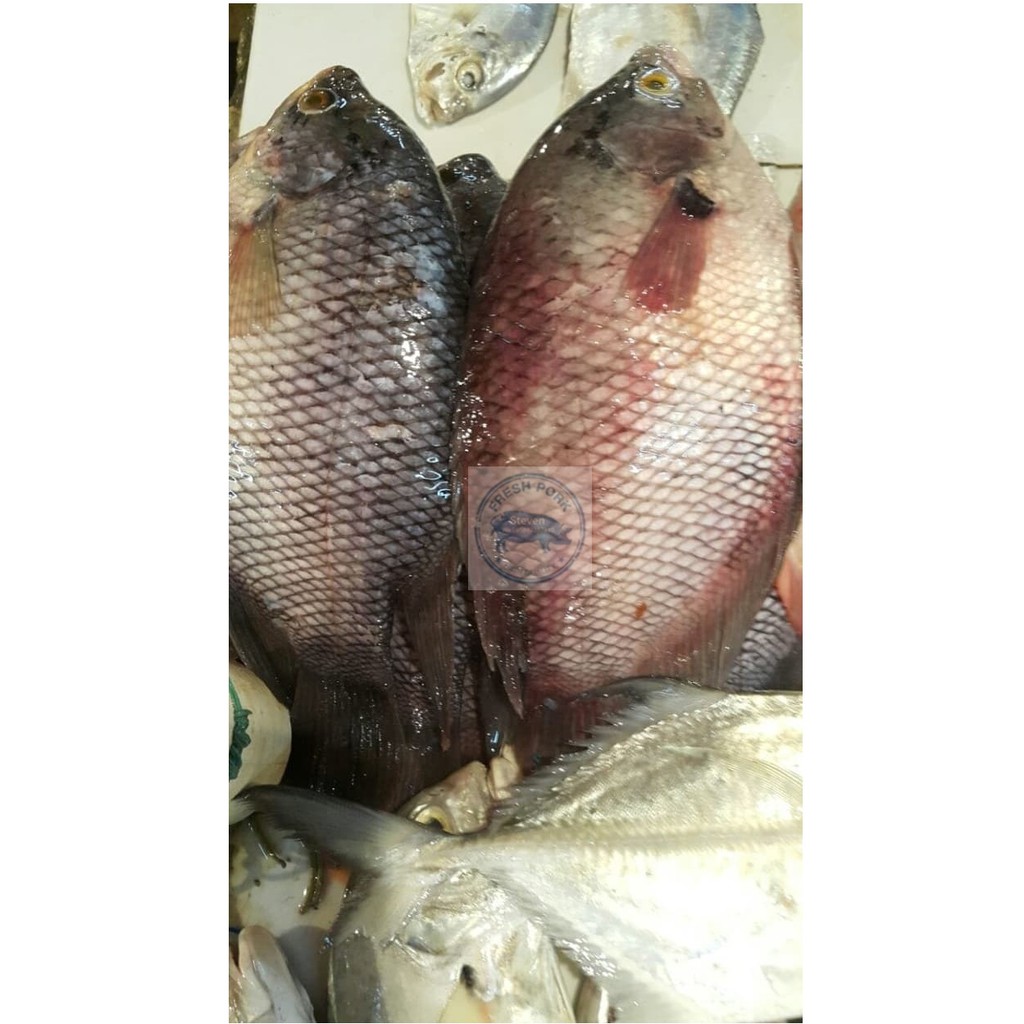 

Ikan Gurame Segar ( Fresh Gourami Fish )