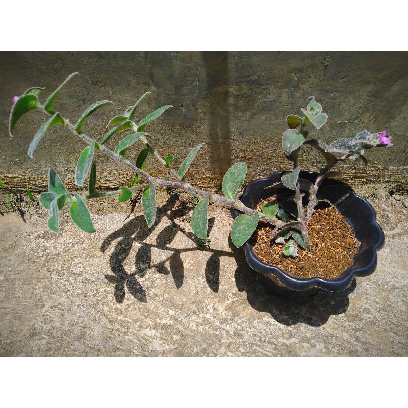 Sukulen Tanaman Hias Tradescantia sillamontana + Pot