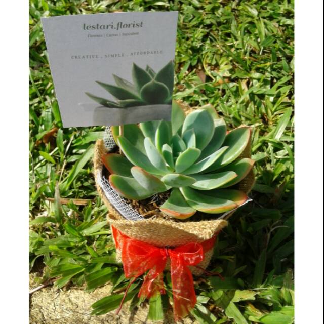 Souvenir Sekulen Kaktus Exclusive Series Shopee Indonesia Souvenir Sekulen Kaktus Exclusive Series Shopee Indonesia