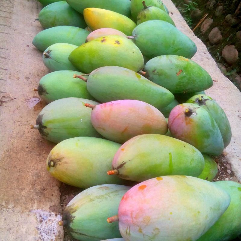 

Buah mangga khiojay per 1 kg mangga premium import Thailand daging tebal biji tipis petik tua langsung hasil kebun