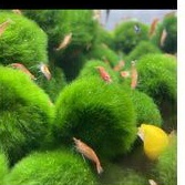 udang hias red cherry aquascape