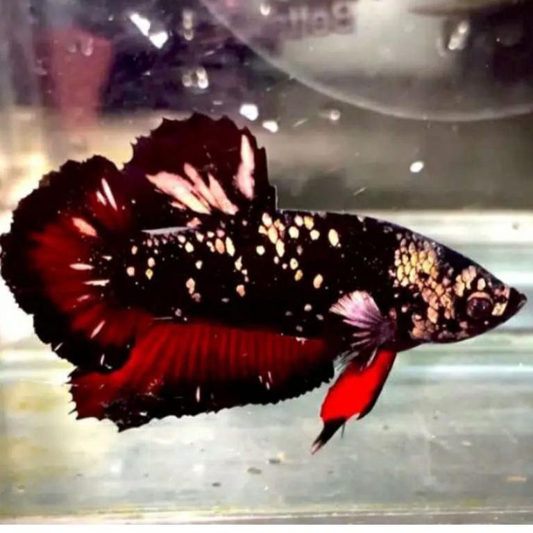 Cupang avatar gold cooper (bahanan)