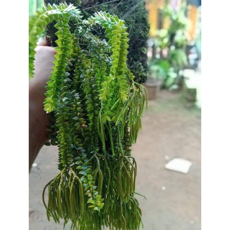 kumpai sisik hiasan rumah