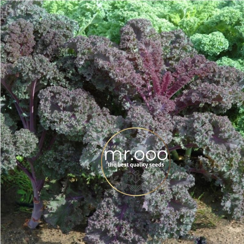 Benih Sayuran- Kale Scarlet - 10 benih - Import