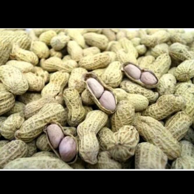 kacang tanah bibit kacang tanah benih kacang tanah 1kilo