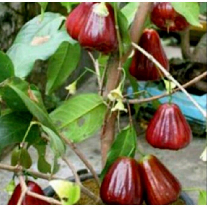 Promo Bibit Jambu Air Madu Deli Merah Terlaris Cepat berbuah