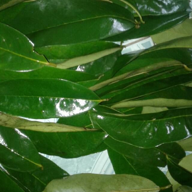 

Daun sirsak masih fresh 250 gr