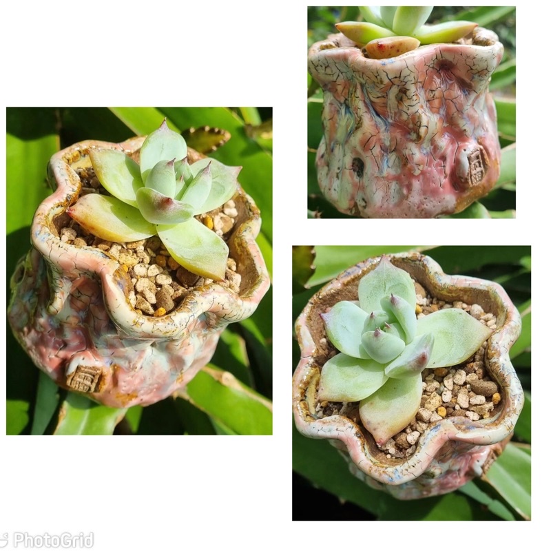 Pot flow gazed /bunga/sekulen/kaktus  16/2 (1)