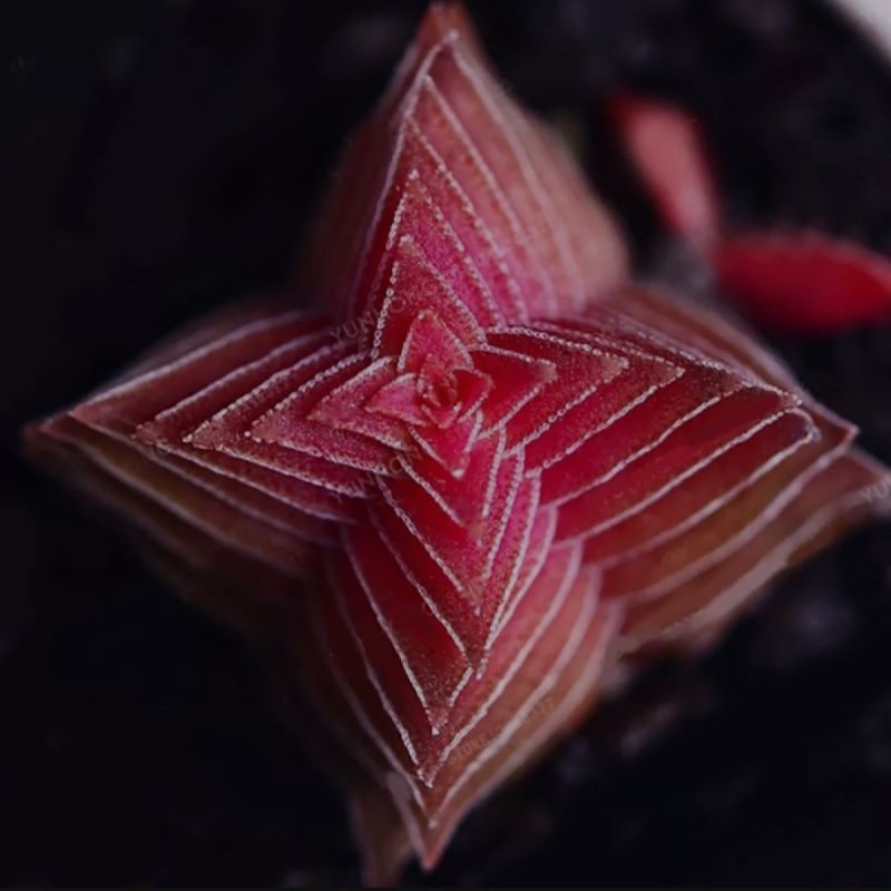 5 Biji Benih Bibit Bunga Langka Petunia Colorful Termurah Mudah Hidup Warna Menarik Mudah Hidup-Lithops R