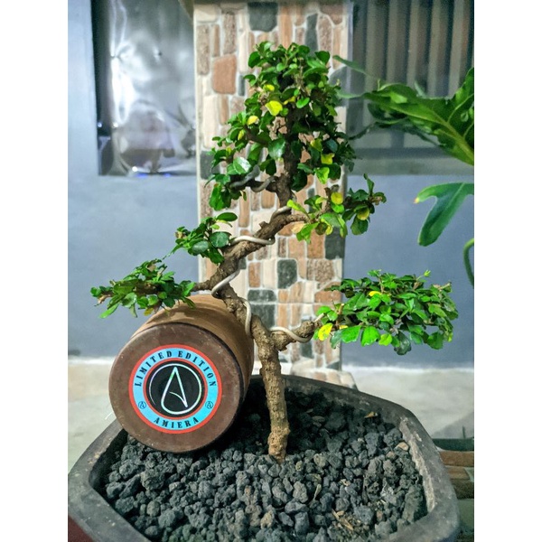 GELASAN AMIERA MOLOR BAHAN N66 JAPAN TOURNAMENT 6000YARD