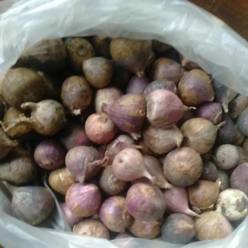 

Bawang Putih tunggal 100gram