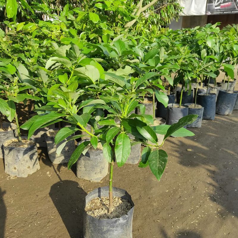 Bibit alpukat non biji super