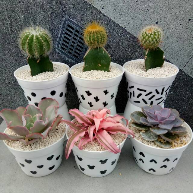 Paket katus mix 6pcs (include pot pola 10cm dan media tanam )