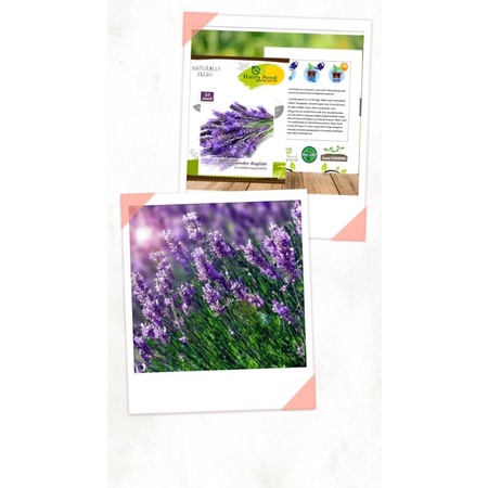 3 Butir Benih Bunga Lavender English Repacking (Haira Seed)