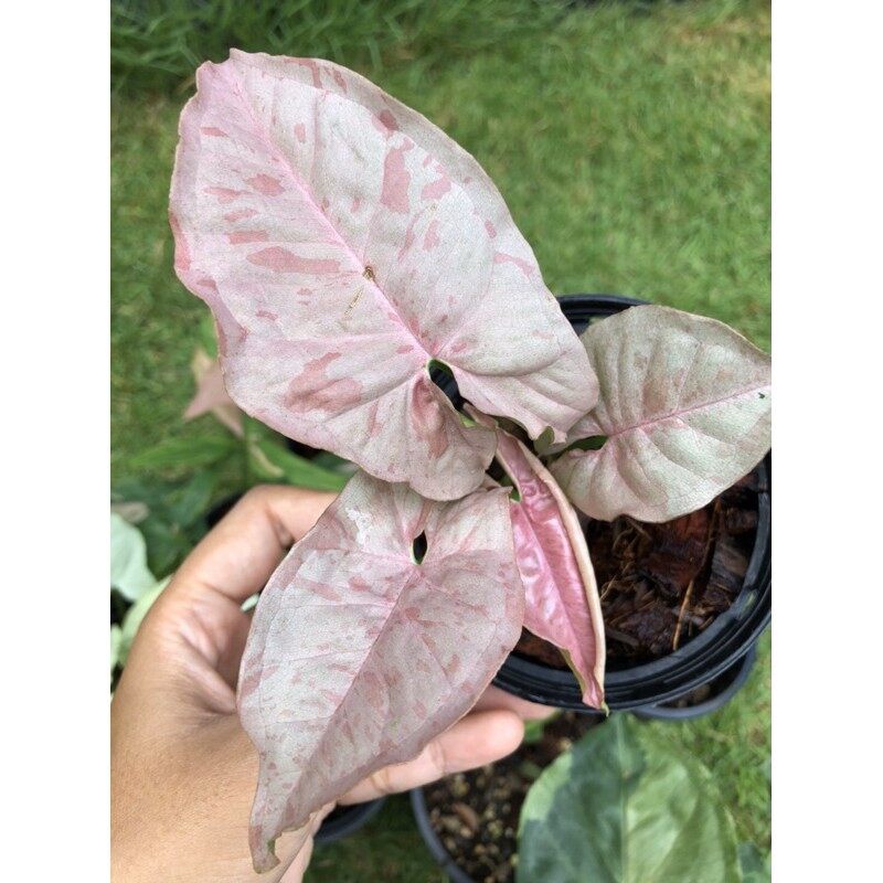 Taanaman Bunga Syngonium Pink Spot Tanaman Syngonium Original Tanaman Pink Spot Murah