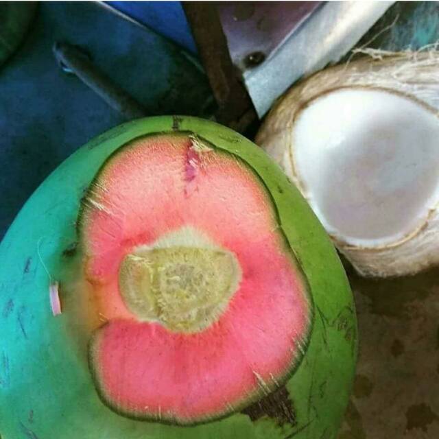 

Kelapa degan Ijo kulit pink