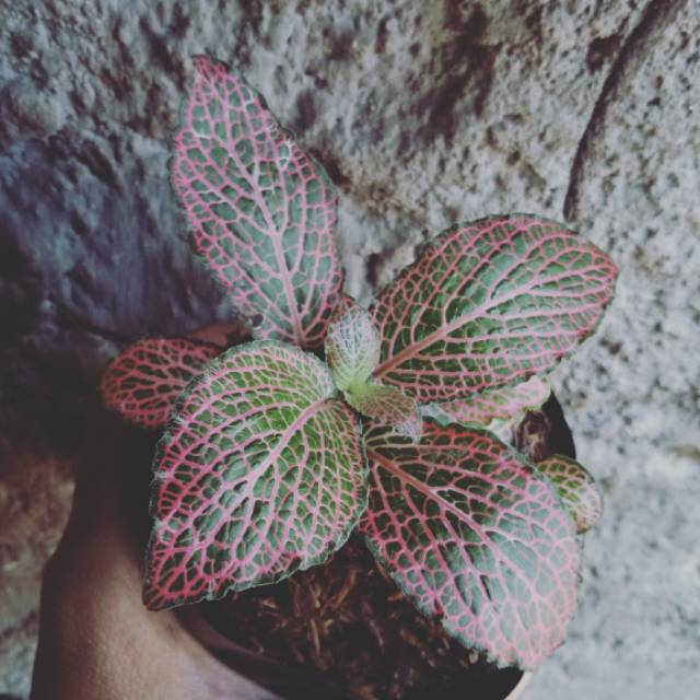 episcia mutiara merah - tanaman episcia merah - tanaman gantung mutiara