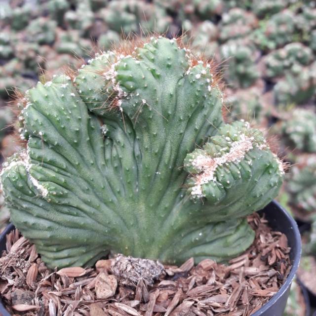 Kaktus // Cereus cristata