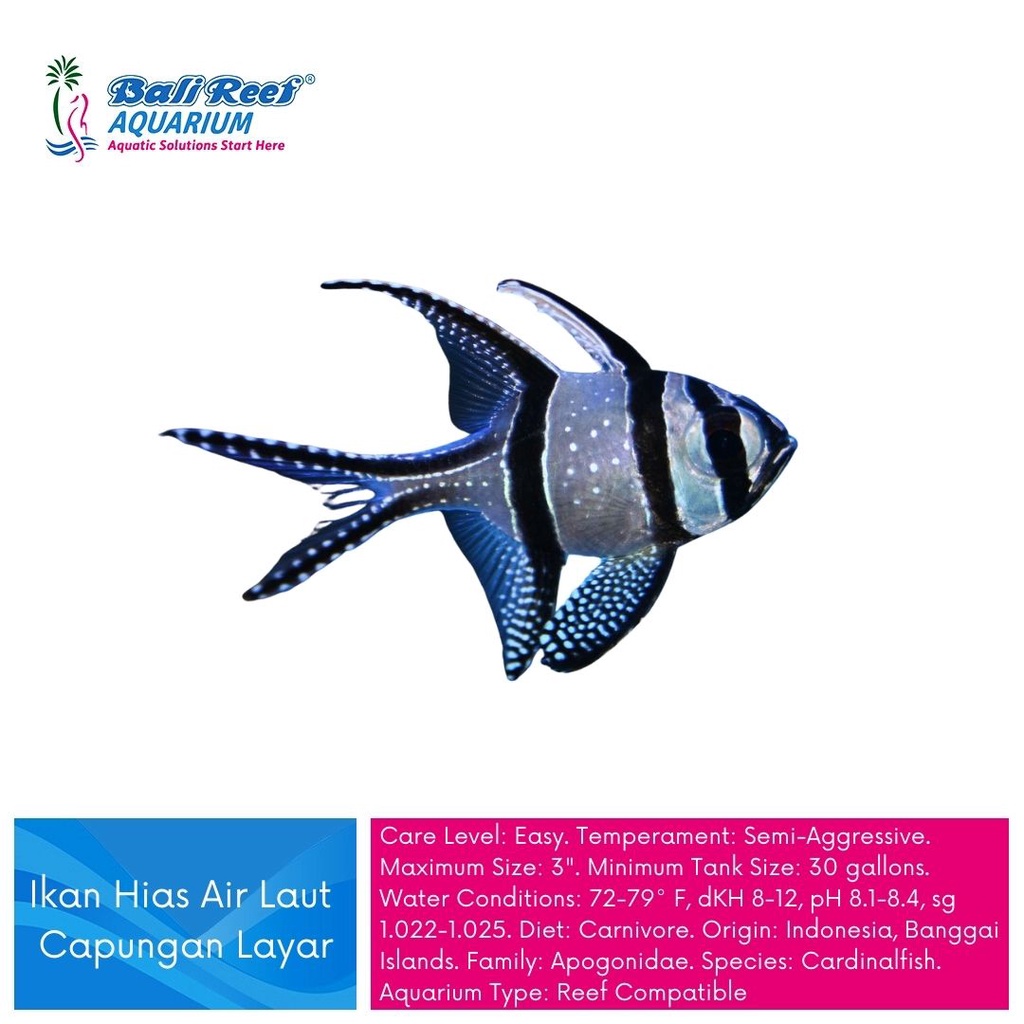 Ikan Hias Air Laut Capungan Layar