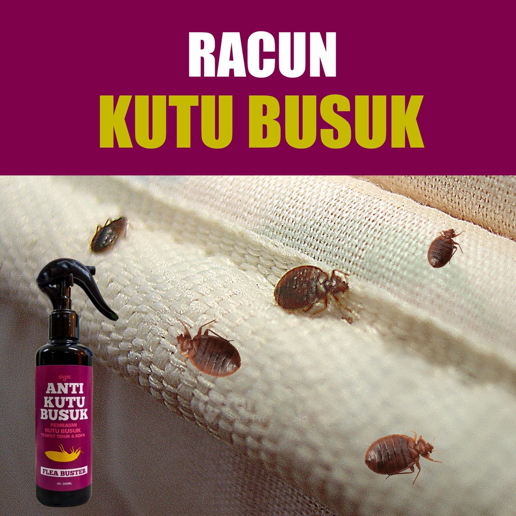 Racun Kutu Busuk Kutu Kasur Original