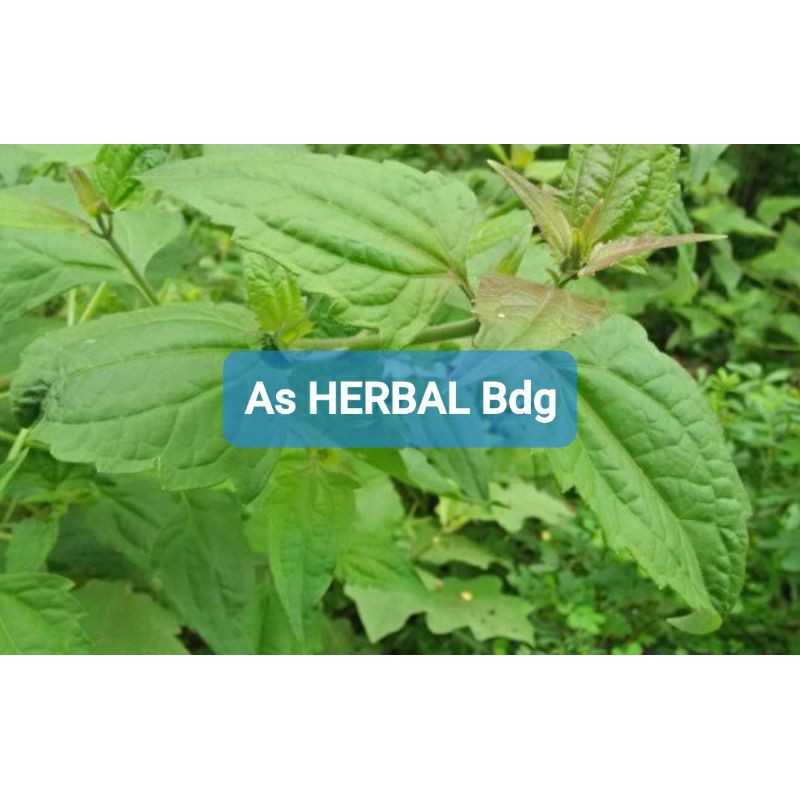 

Daun kirinyuh kopasanda segar paket 500 gram-az