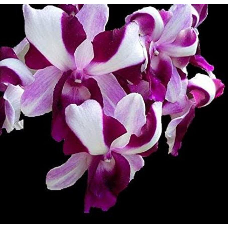 Anggrek Dendrobium King Dragon eyes