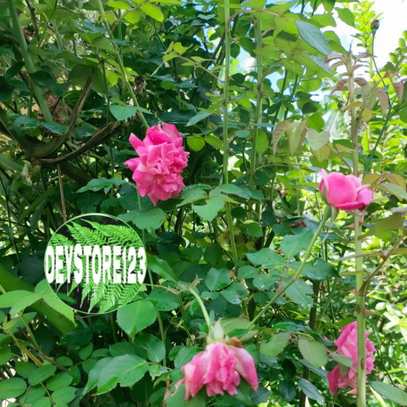 jual bibit bunga mawar per batang mudah tumbuh