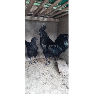 

SIAPAN CEMANI SUPER 3 EKOR GRADE A(1jantan 2 betina) || baca deskripsi