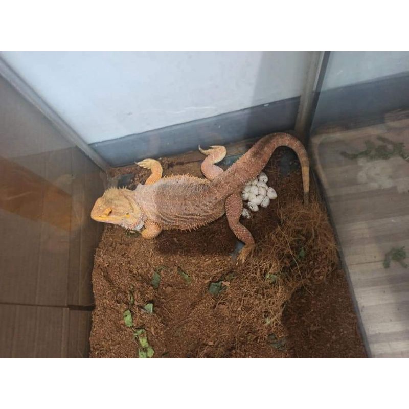 mainan bearded dragon female hypo proven