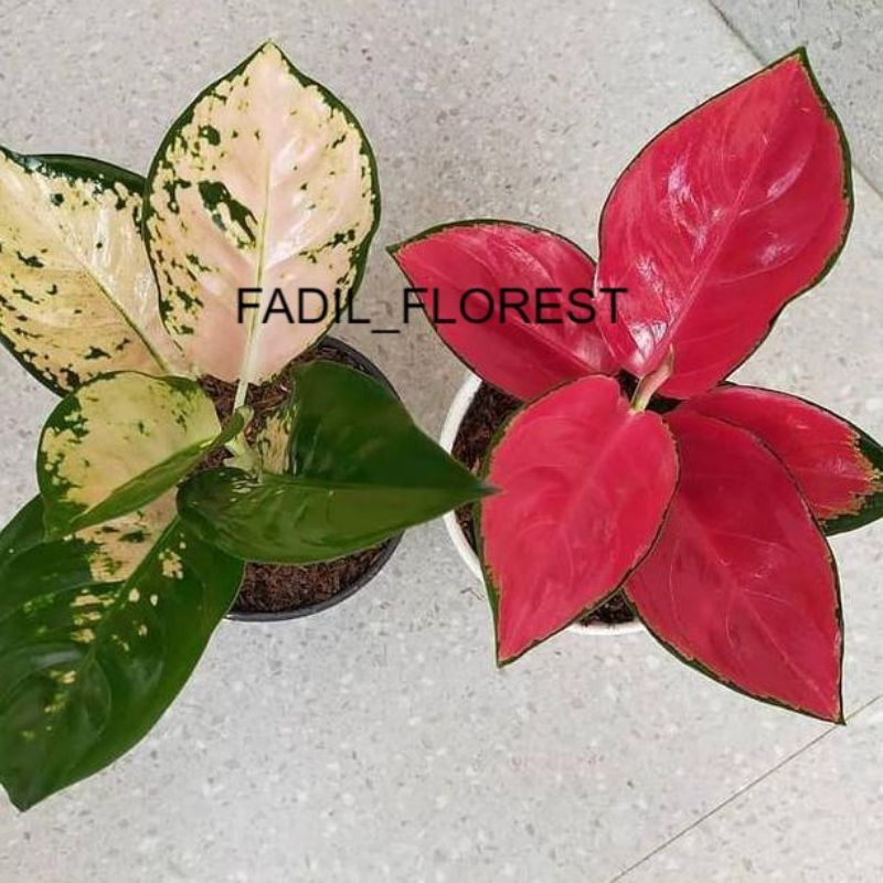 Paket 2 jenis baby aglonema merah putih (Suksom white,Suksom Jaipong)