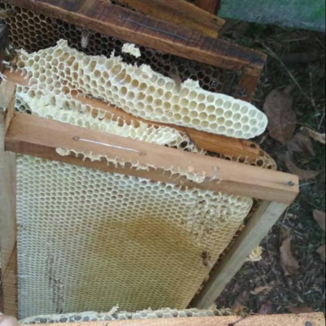 

Madu sarang[COD] Bayar ditempat Barang gak dateng, gak usah dibayar! MADU SARANG 100% Asli. Sarang