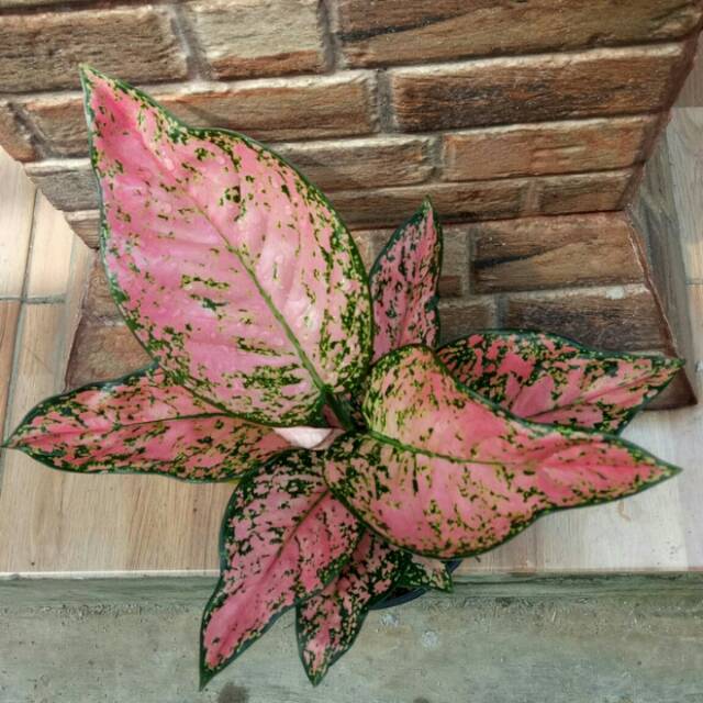 Alonema Ruby Super Pink