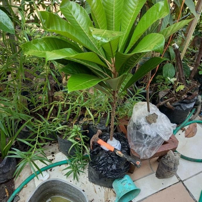 """] Bibit mamey sapote magana murah