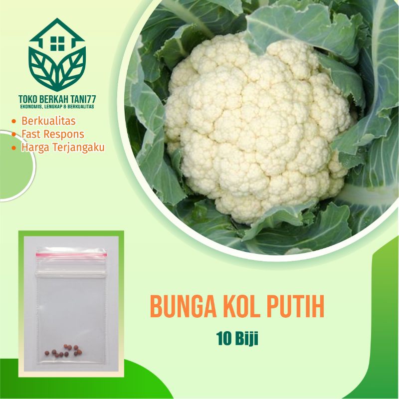 Benih Bibit Bunga Kol Putih Kembang Kol Putih Dataran Rendah- Tinggi