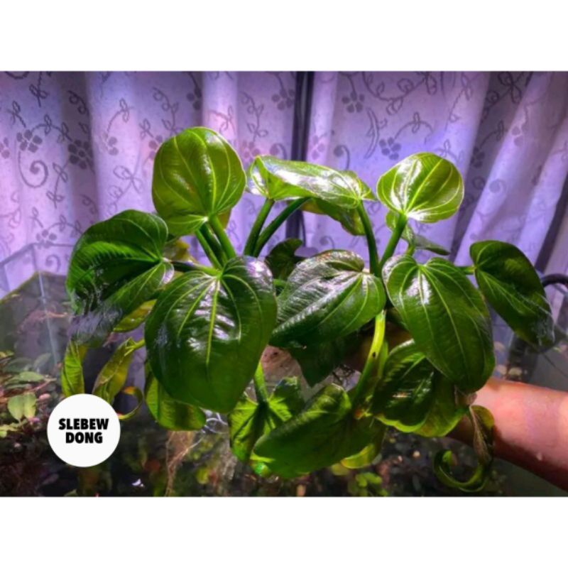 25pcs_echinodorus_iguazu_Style New Produk Original