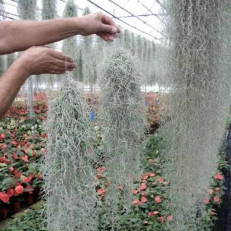 Tanaman Hias Jenggot Musa/Spanish Moss/Tanaman Bunga Hias Jenggot Musa