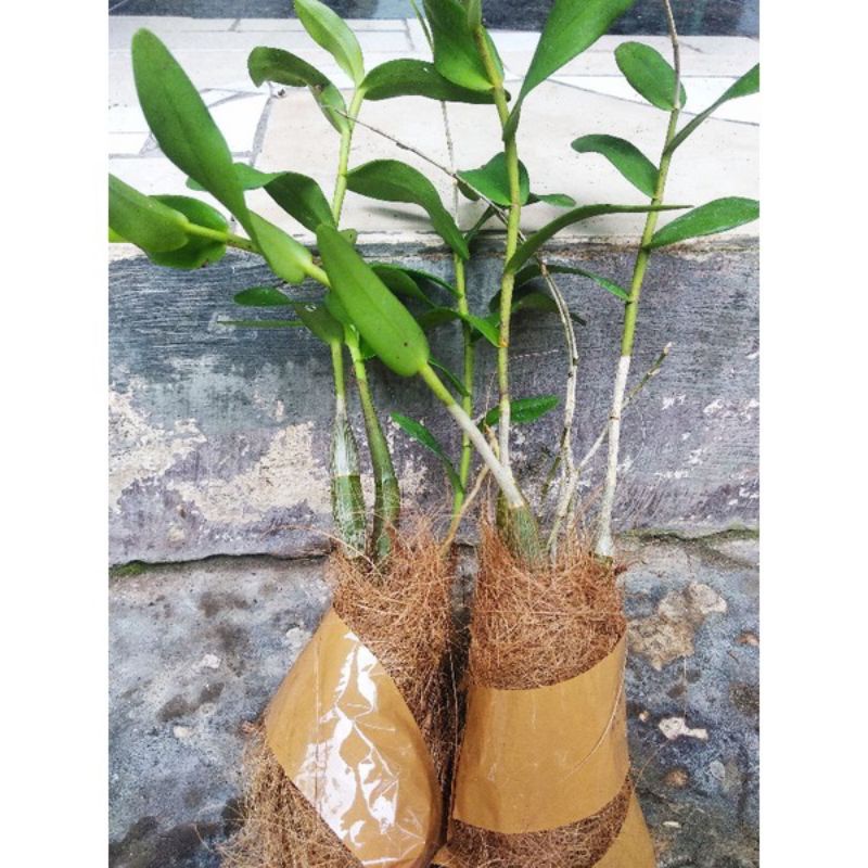 PROMO!!! TANAMAN HIAS ANGGREK DENDROBIUM LARAT MURAH