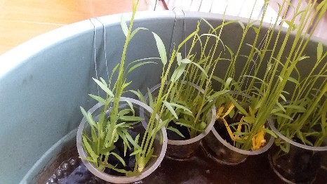200 Biji Benih Kangkung Bangkok Cap Panah Merah