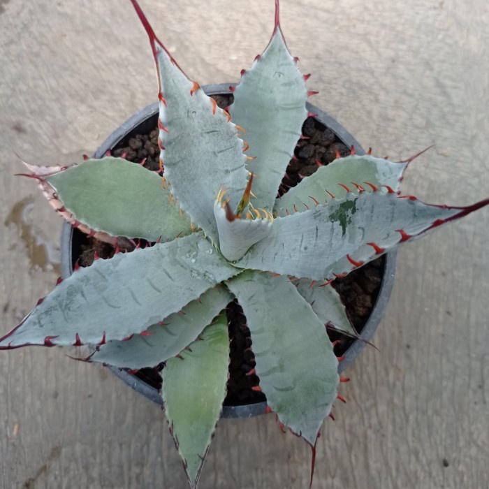 agave palmeri katsugen