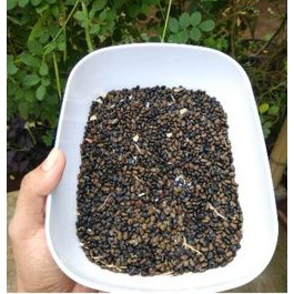 BIJI Bunga Telang / biji bunga telang / biji super bunga telang