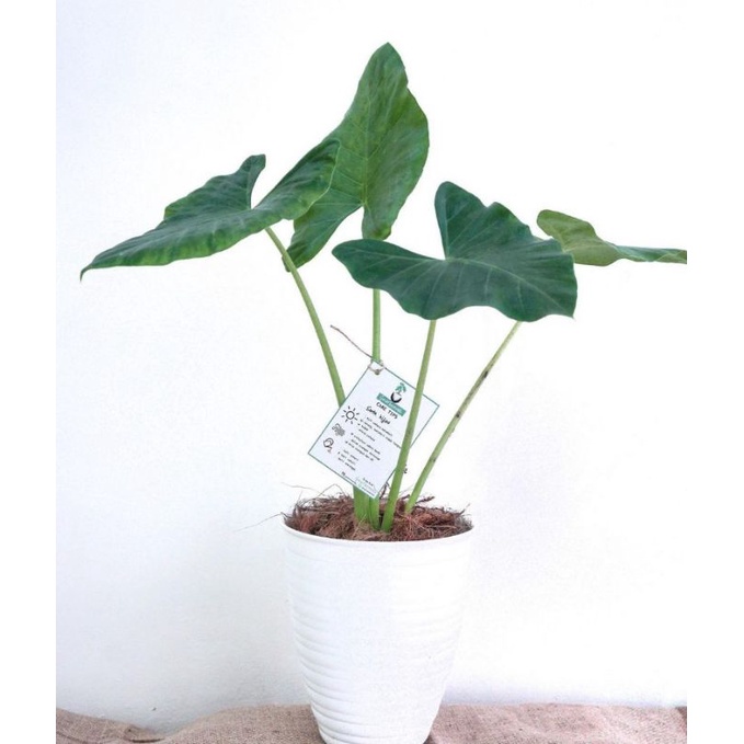 Tanaman hias alocasia macrorrhiza-keladi sente hijau-tanaman hidup-bunga murah