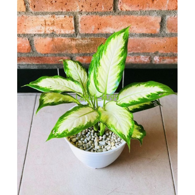 AGLONEMA TISSUE AGLONEMA CANTIK TERMURAH PUTIH TISUE / BLENCENG TISSUE