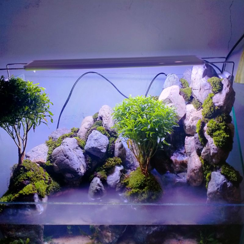 paludarium jasa design paludarium 50cm