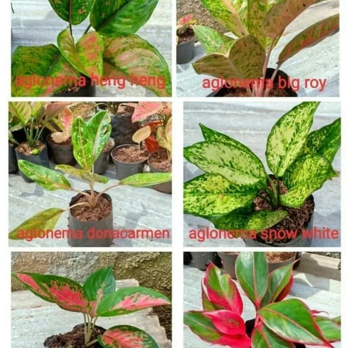 ( PROMO ) Paket 6 Bibit Bunga Aglonema - Tanaman Hias Aglonema
