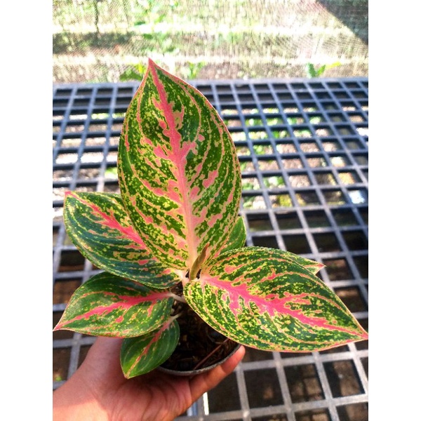 aglaonema Franchis Red