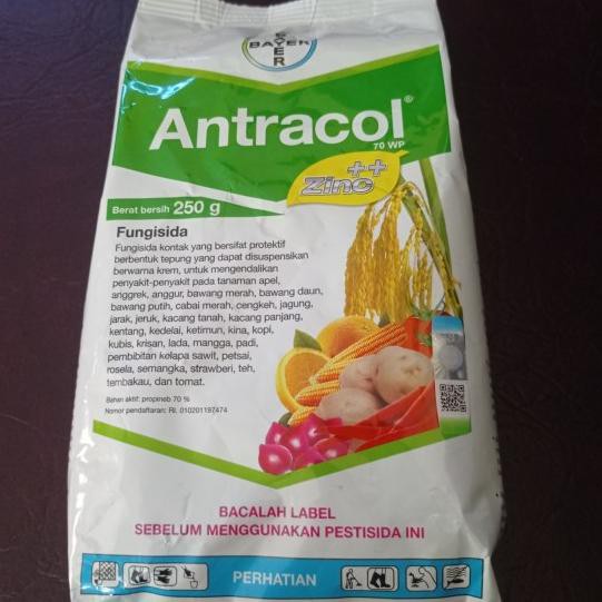 Diskon Antracol Fungisida Obat Anti Jamur Aglonema Dan Tanaman Sayur Asli Kemasan Pabrik 250 Gram Shopee Indonesia