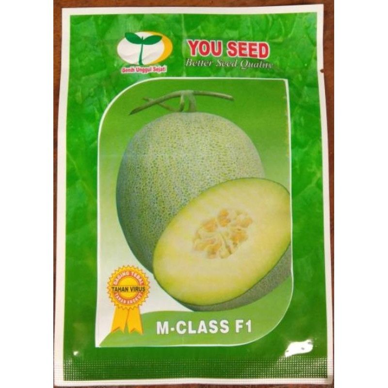 Melon Hibrida M Class F1 Tahan Virus Buah Besar Original Pabrik