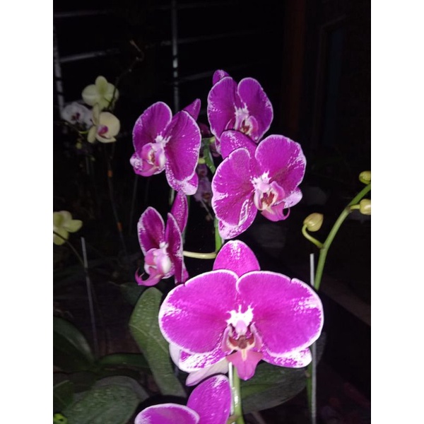 tanaman hias anggrek bulan ungu sudah berbunga mewah elegan